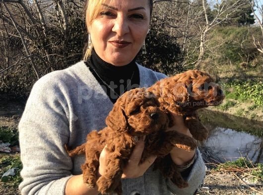 Mükemmel Toy Poodle Yavrularımız görsel