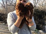 Mükemmel Toy Poodle Yavrularımız