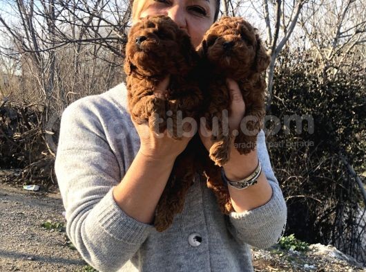 Mükemmel Toy Poodle Yavrularımız görsel