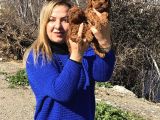 Irk Garantili Efsane Toy Poodle Yavrularımız