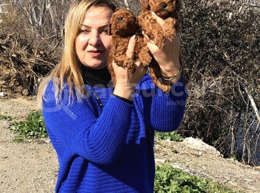 Irk Garantili Efsane Toy Poodle Yavrularımız görsel