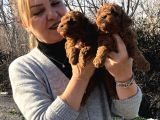 Mükemmel Toy Poodle Yavrularımız