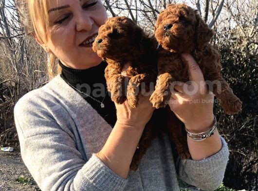 Mükemmel Toy Poodle Yavrularımız
