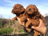 Irk Garantili Harika Toy Poodle Yavrularımız