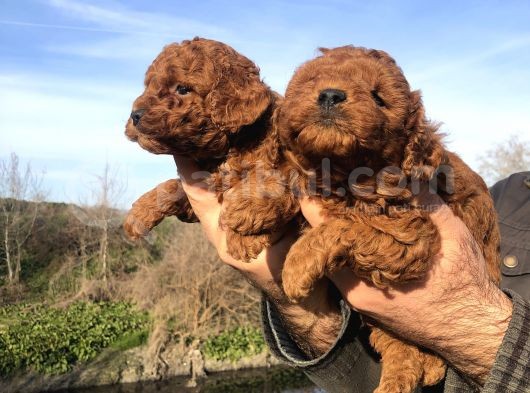 Irk Garantili Harika Toy Poodle Yavrularımız görsel