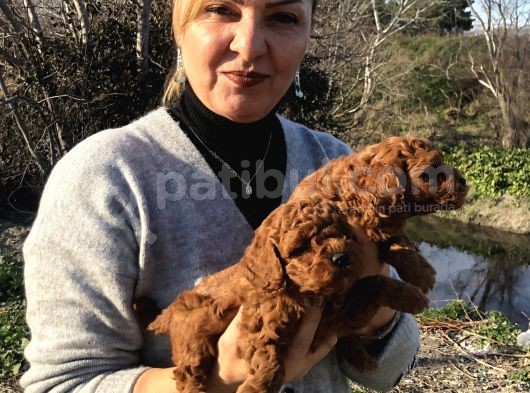Mükemmel Toy Poodle Yavrularımız görsel