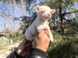 Şirin Mi Şirin Harika Şivava Yavrularımız