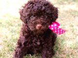 Dark Chocolate Toy Poodle Yavrular