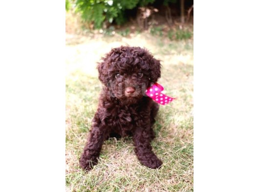 Dark Chocolate Toy Poodle Yavrular görsel