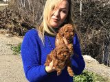 Irk Garantili Efsane Toy Poodle Yavrularımız