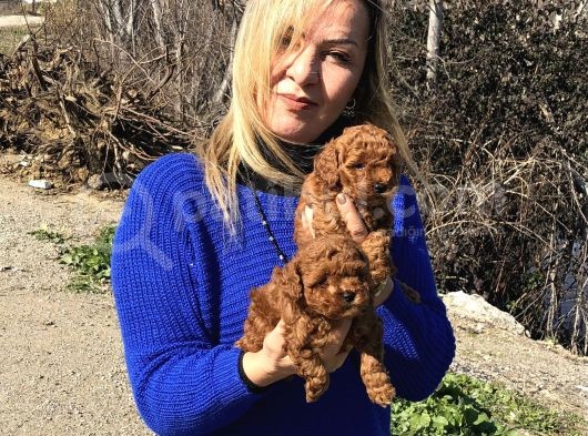 Irk Garantili Efsane Toy Poodle Yavrularımız görsel