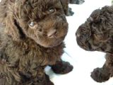 Dark Brown Poodle Bebekleri̇mi̇z A Kali̇te