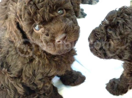 Dark Brown Poodle Bebekleri̇mi̇z A Kali̇te görsel