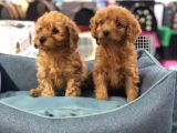 Vonalp Pet Garanti̇li̇ Toy Poodle Yavrularimiz