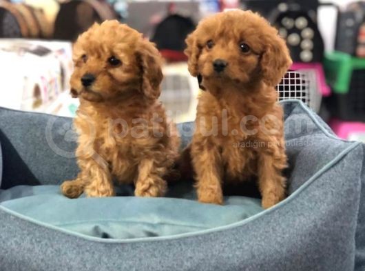 Vonalp Pet Garanti̇li̇ Toy Poodle Yavrularimiz görsel