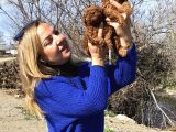 Irk Garantili Efsane Toy Poodle Yavrularımız
