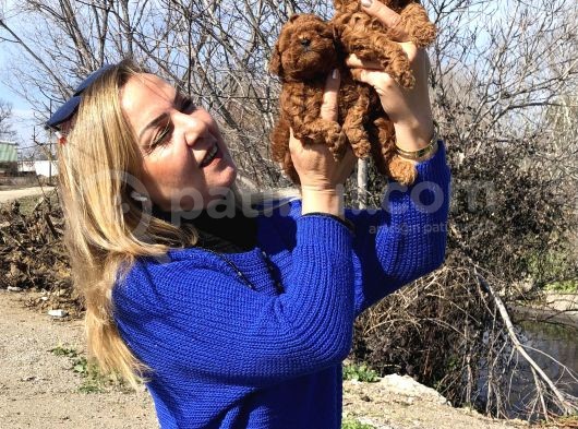 Irk Garantili Efsane Toy Poodle Yavrularımız görsel