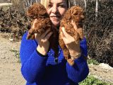Irk Garantili efsane toy Poodle Yavrularımız