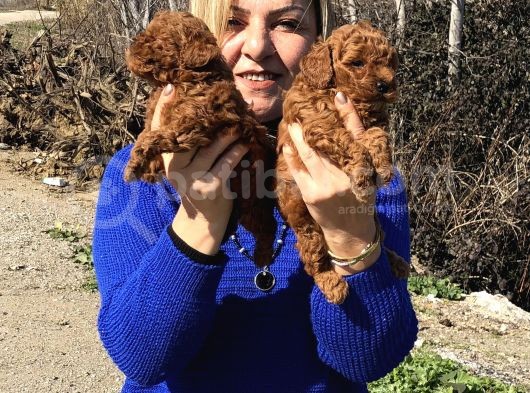 Irk Garantili Efsane Toy Poodle Yavrularımız