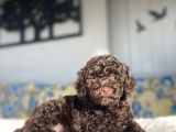 CHOCOLATE BROWN TOY POODLE BEBEKLER A KALİTE