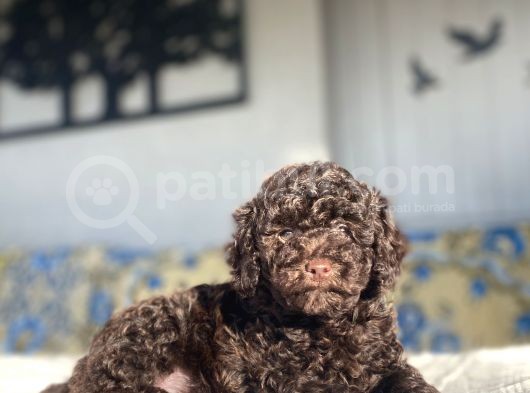 Chocolate Brown Toy Poodle Bebekler A Kali̇te