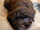 Dark Brown Poodle Bebekleri̇mi̇z A Kali̇te