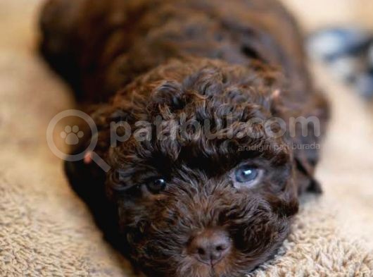 Dark Brown Poodle Bebekleri̇mi̇z A Kali̇te görsel