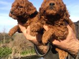 Irk Garantili Harika Toy Poodle Yavrularımız
