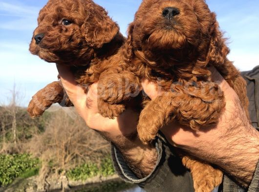 Irk Garantili Harika Toy Poodle Yavrularımız görsel