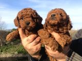 Irk Garantili Harika Toy Poodle Yavrularımız