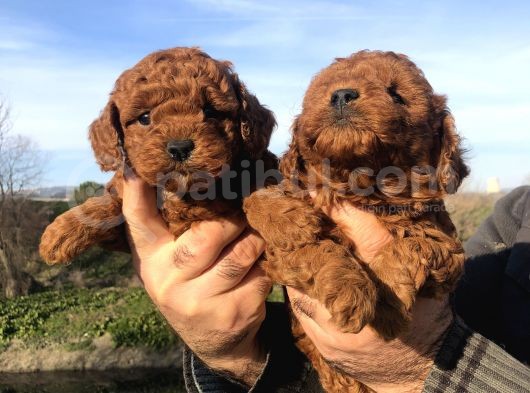 Irk Garantili Harika Toy Poodle Yavrularımız görsel