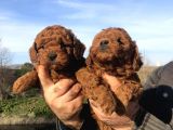 Irk Garantili Harika Toy Poodle Yavrularımız