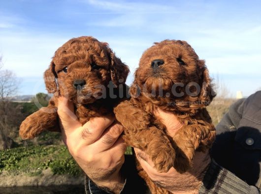 Irk Garantili Harika Toy Poodle Yavrularımız görsel