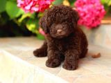 DARK BROWN POODLE BEBEKLERİMİZ A KALİTE