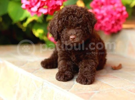 Dark Brown Poodle Bebekleri̇mi̇z A Kali̇te