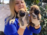 Irk Garantili Pofuduk Chow Chow Yavrularımız