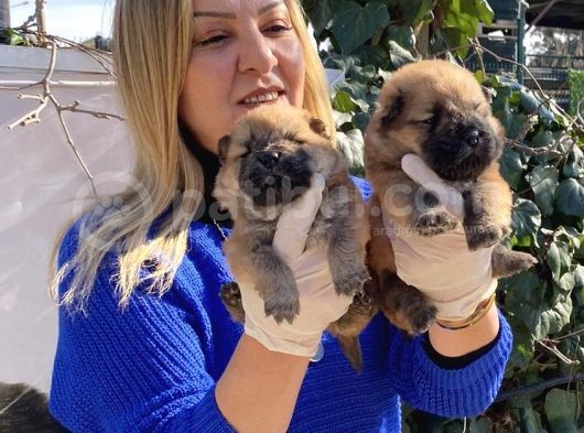 Irk Garantili Pofuduk Chow Chow Yavrularımız görsel