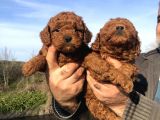 Irk garantili harika toy Poodle Yavrularımız