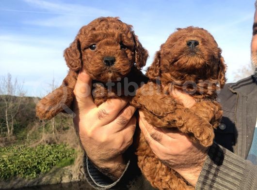 Irk garantili harika toy Poodle Yavrularımız