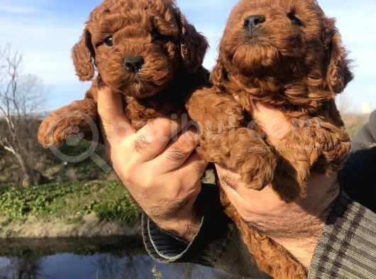 Irk Garantili Harika Toy Poodle Yavrularımız görsel