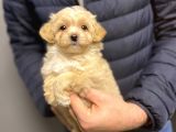 DİZAYN IRK MALTİPOO BEBEKLER