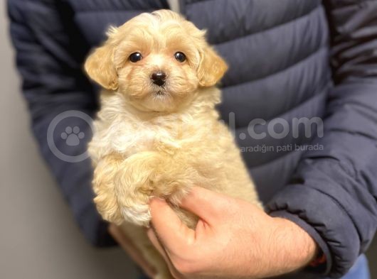 Di̇zayn Irk Malti̇poo Bebekler