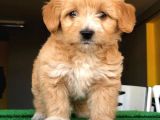 En Güzel Renk Tonuna Sahip, Bebek Yüzlü Maltipoo Yavrularımız