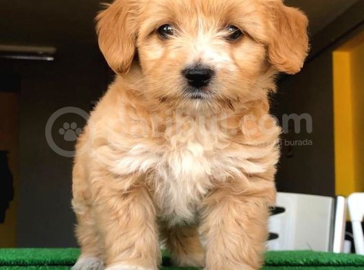 En Güzel Renk Tonuna Sahip, Bebek Yüzlü Maltipoo Yavrularımız görsel