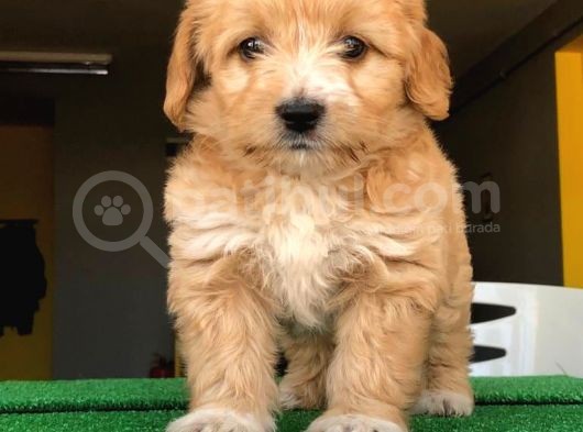 En Güzel Renk Tonuna Sahip, Bebek Yüzlü Maltipoo Yavrularımız