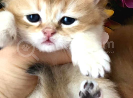 A Kalite Bri̇ti̇sh Shorthai̇r Golden  Yavrular görsel