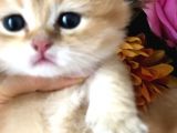 A kalite BRİTİSH SHORTHAİR GOLDEN  yavrular