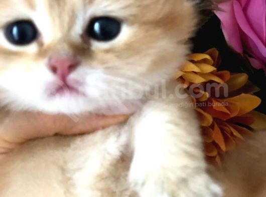 A Kalite Bri̇ti̇sh Shorthai̇r Golden  Yavrular