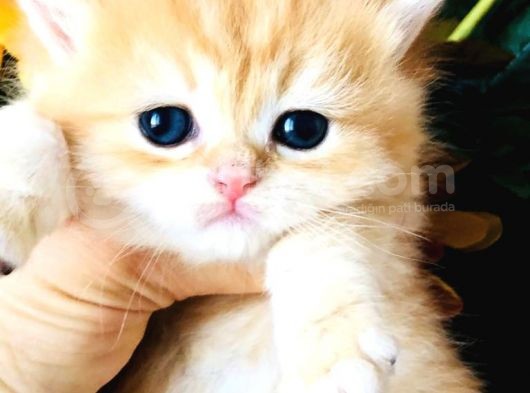 A Kalite Bri̇ti̇sh Shorthai̇r Golden  Yavrular görsel