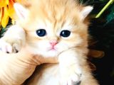A Kalite Bri̇ti̇sh Shorthai̇r Golden  Yavrular